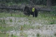 149 - Banff,Lake Louise,Morraine Lake  - IMG_0833